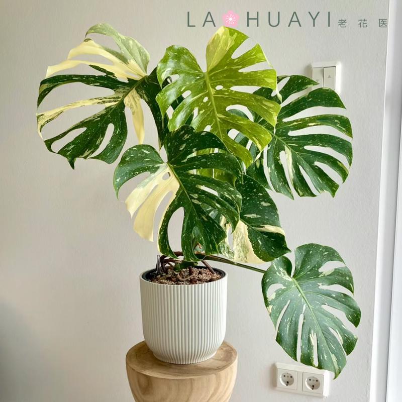 【热植馆】花卉绿植盆栽直播链接