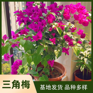 老基地品种三角梅盆种植盆栽好养护