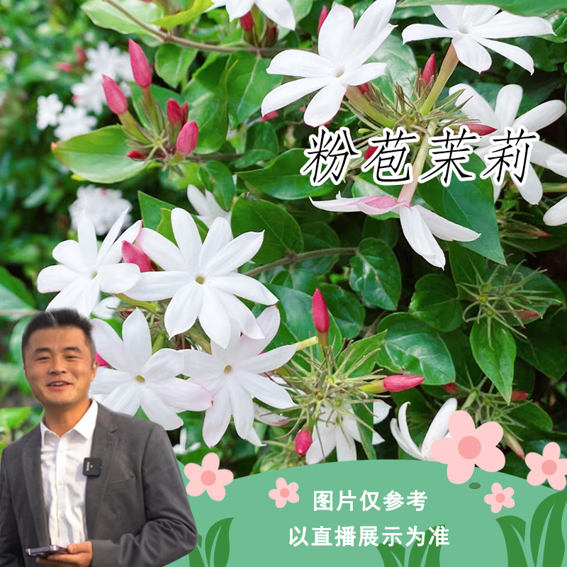 粉苞茉莉花盆栽花卉室内室外庭院