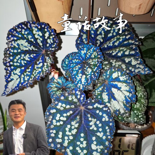 【热植馆】童话故事秋海棠反蓝光 热带植物绿植花卉植物室内