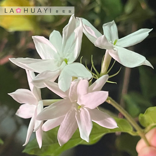 老花医笔尖茉莉单瓣多年生