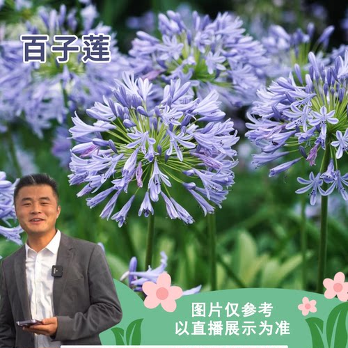 百子莲庭院耐热植物植物花卉多年生盆栽