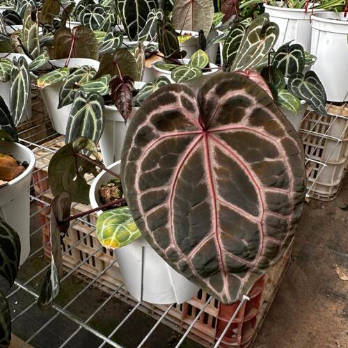 【热植馆】红水晶米歇尔花烛绿叶植物观赏客厅阳台