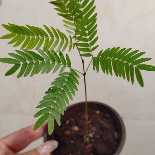 【热植馆】密叶猴耳环 室内盆栽好养室内植物好看