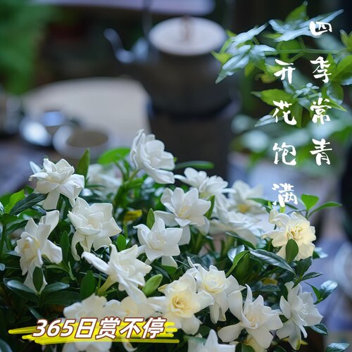 小叶栀子花栀子花四季盆栽植物庭院绿植喜光喜水浓香