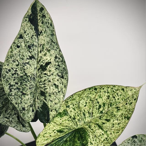 【热植馆】薄荷锦龙鳞海芋好养ins风带植物绿植花卉植物室内