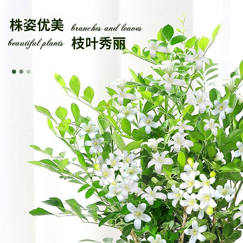 【新基地】九里香盆栽绿植花卉室内阳台四季常绿花香净化空气好养
