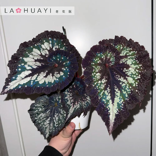 【热植馆】耶旦嘉年华秋海棠热带植物绿植花卉植物室内高端植物