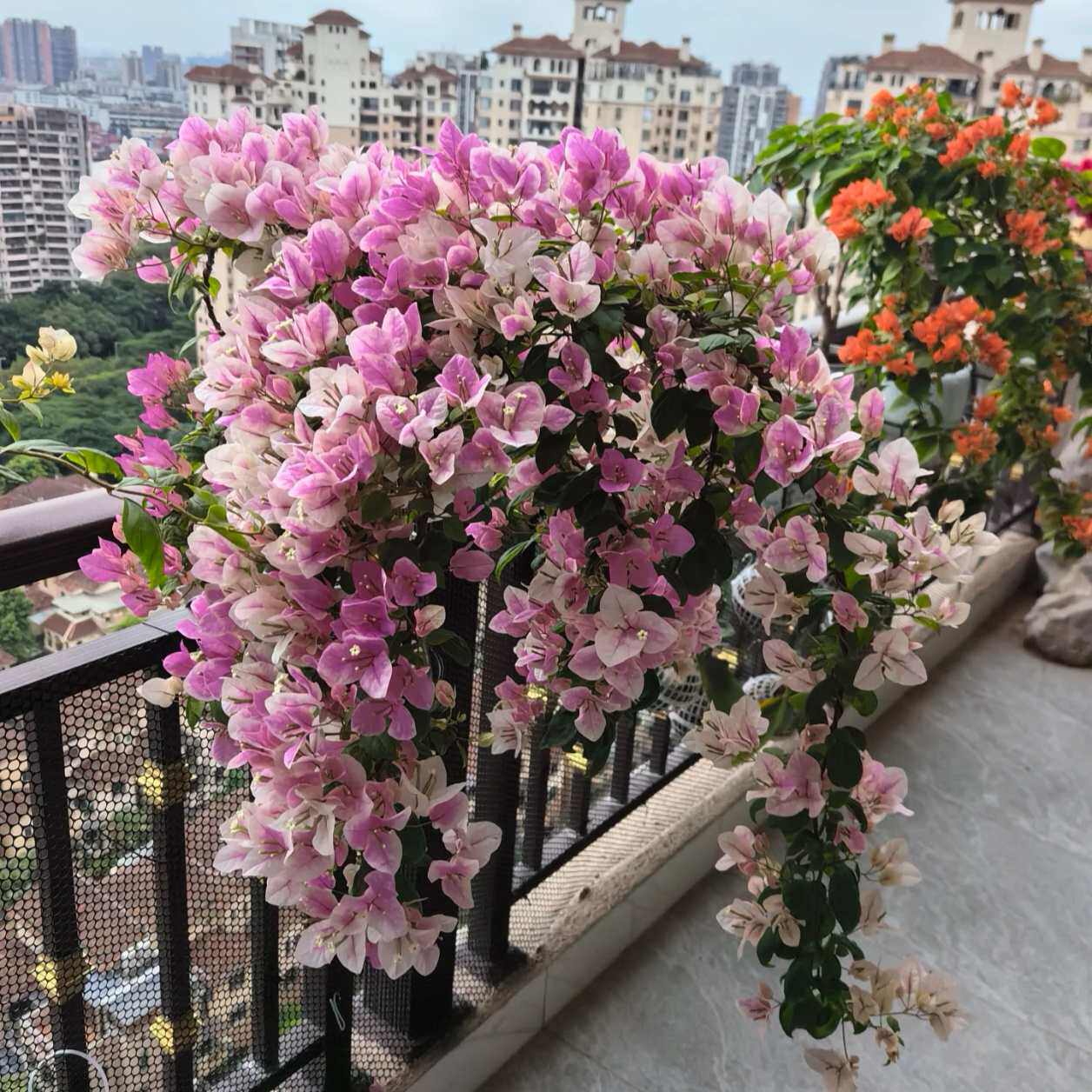 【新基地】广红樱三角梅种植盆栽好养护开花勤阳台