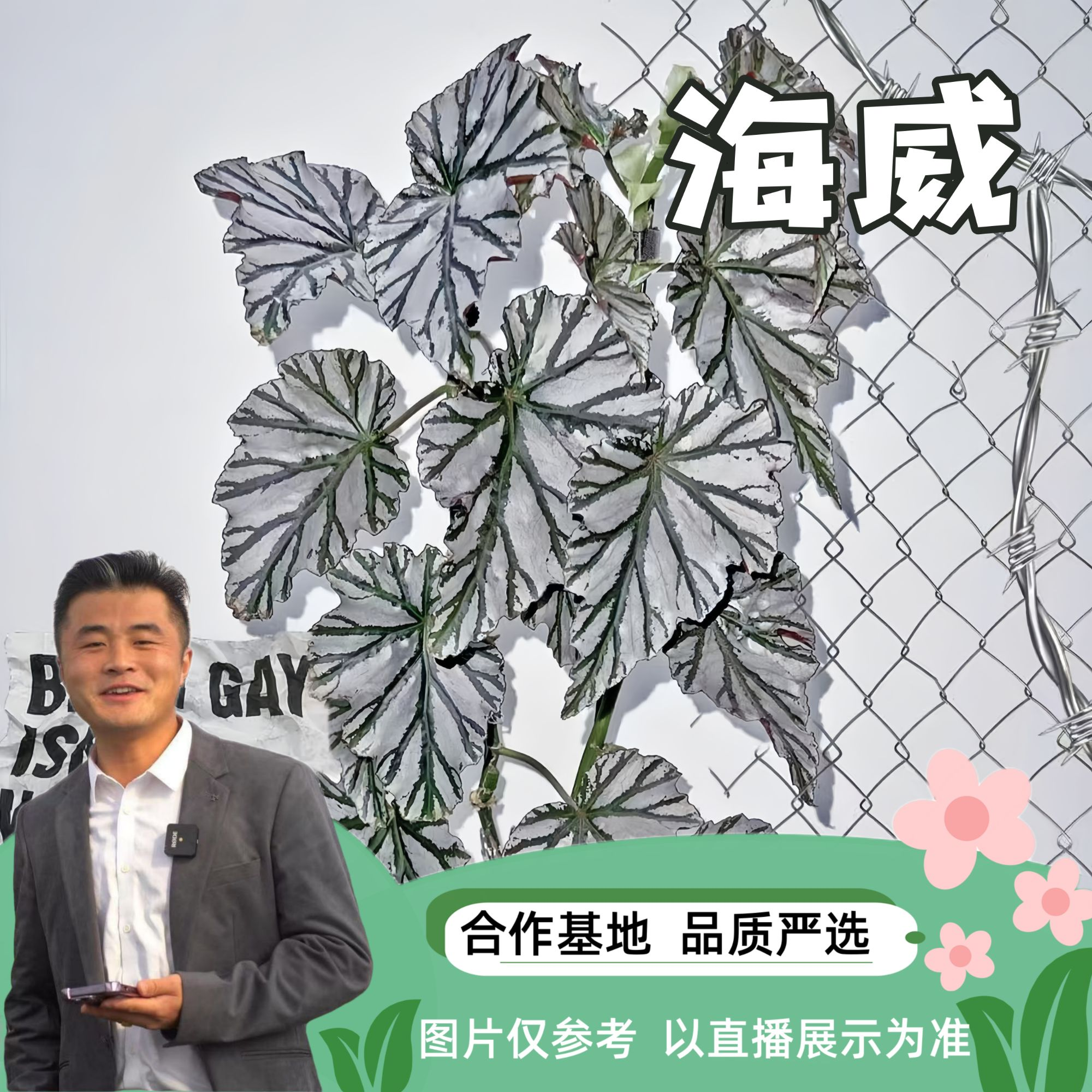 【热植馆】海威秋海棠热带植物绿植花卉植物室内高端植物观赏