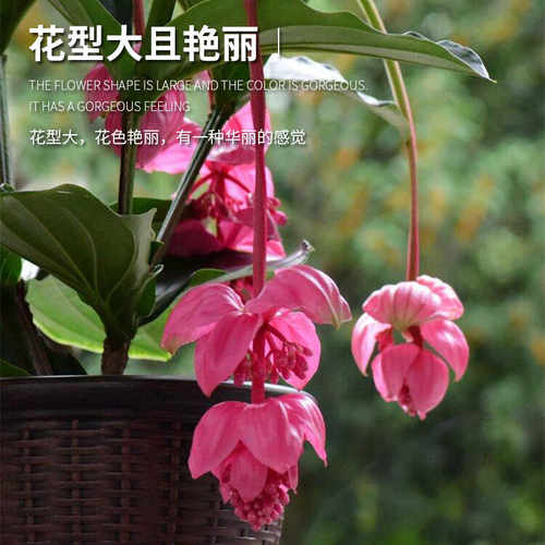 宝莲灯花卉盆栽绿植好养护室内客厅桌面好养净化空气