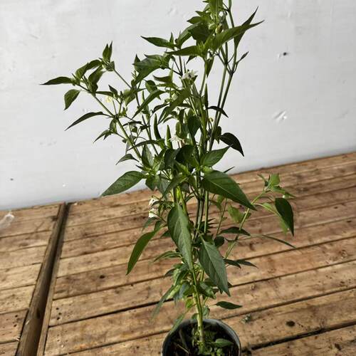 【云】辣椒盆栽结果好养护新手推荐
