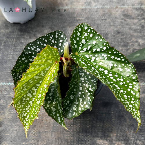 【热植馆】阿拉莫奥莱秋海棠热带植物绿植花卉植物室内高端植物