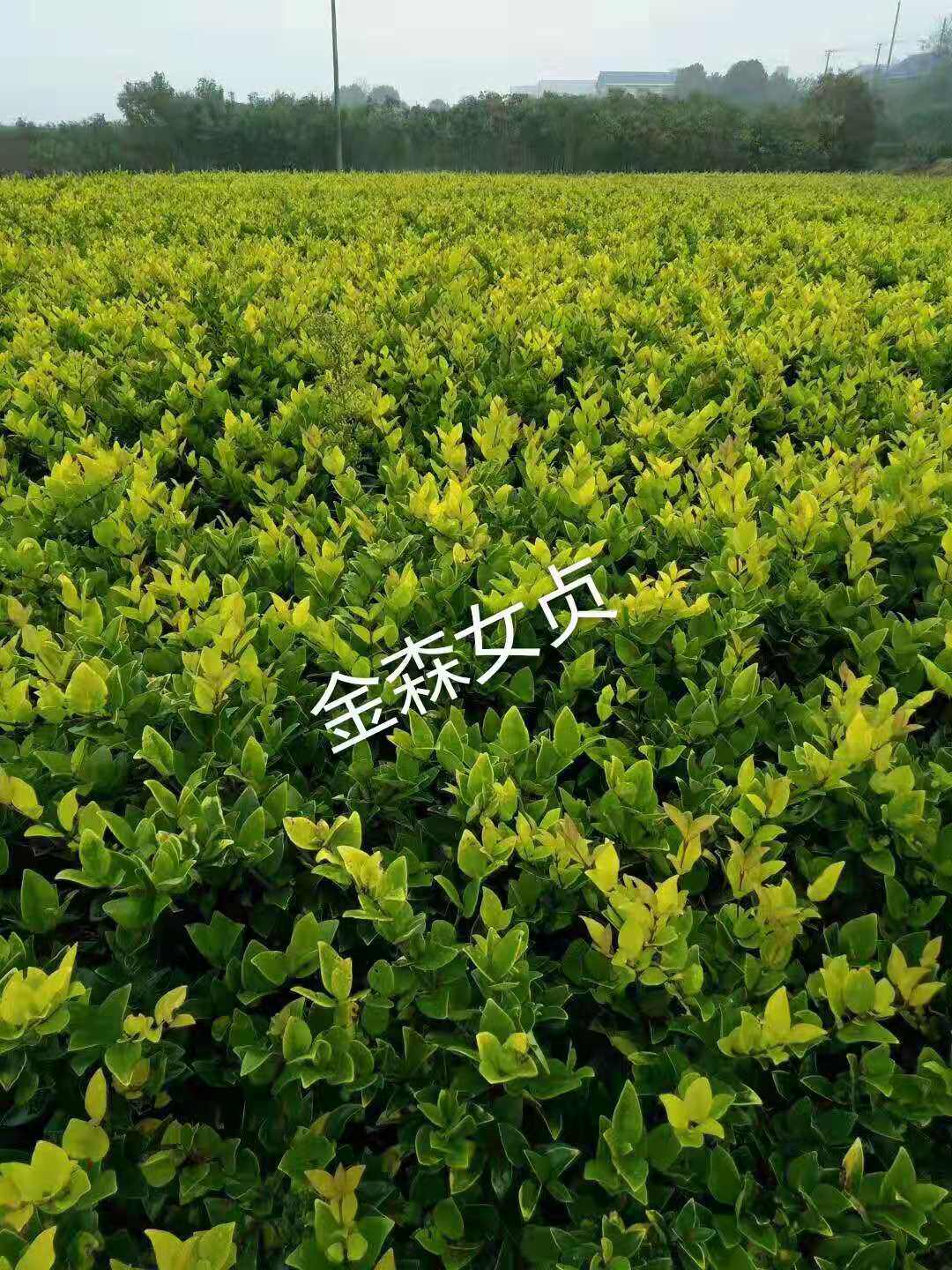 金森女贞小苗红叶石楠红花继木树