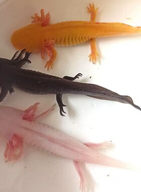 六角恐龙鱼冷水鱼红尾小条鳅除藻蝾螈淡水鱼黄色粉色黑色电商代发