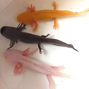 六角恐龙鱼冷水鱼红尾小条鳅除藻蝾螈淡水鱼黄色粉色黑色电商代发