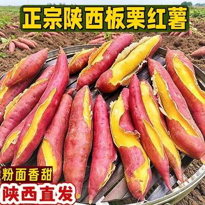 正宗陕西板栗红薯新鲜农家自种沙地现挖地瓜干面粉甜番薯黄心地瓜