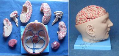 14219头部附脑和动脉模型 自然大头附脑及动脉解剖129个标识部位