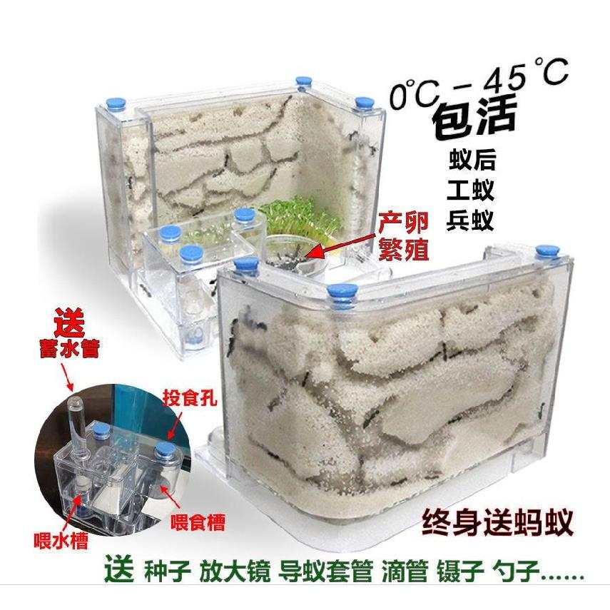 蚂蚁窝蚁巢观赏蚂蚁工坊蚂蚁的家园城堡土巢蚁穴时尚养殖器生态箱