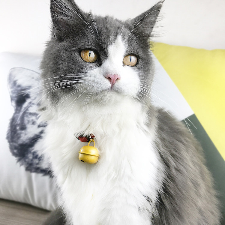 包邮猫叔同款猫咪项圈铃铛狗狗颈圈脖圈英短美短咖啡猫绳宠物用品
