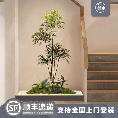 小型南天竹楼梯间造景室内盆栽