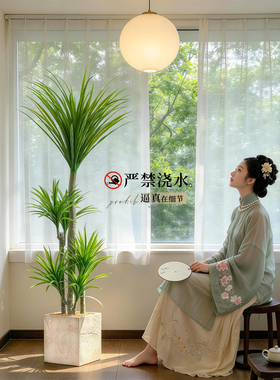 【安全无异味】高端龙血树盆栽