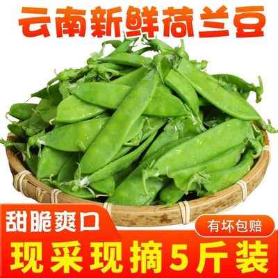 现摘荷兰豆新鲜云南甜脆青豆荚蔬菜豌豆角农家扁豌豆坏单包赔