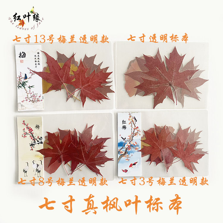 枫叶标本 植物书签 明信片 梅兰竹菊  小礼物 透明片 贺卡中国风