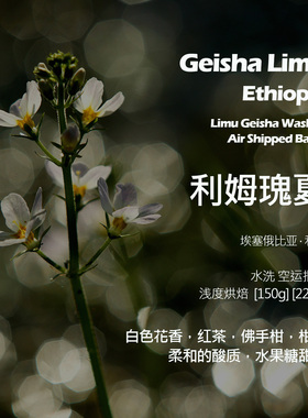 埃塞俄比亚利姆瑰夏水洗手冲单品咖啡豆新鲜浅烘白色花香佛手柑