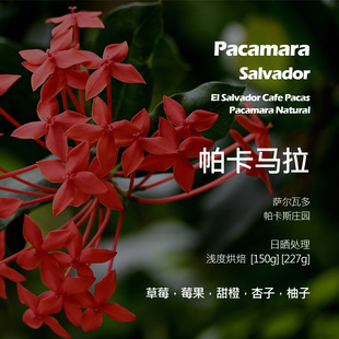 萨尔瓦多帕卡斯庄园帕卡马拉日晒手冲单品咖啡豆新鲜浅烘草莓甜橙