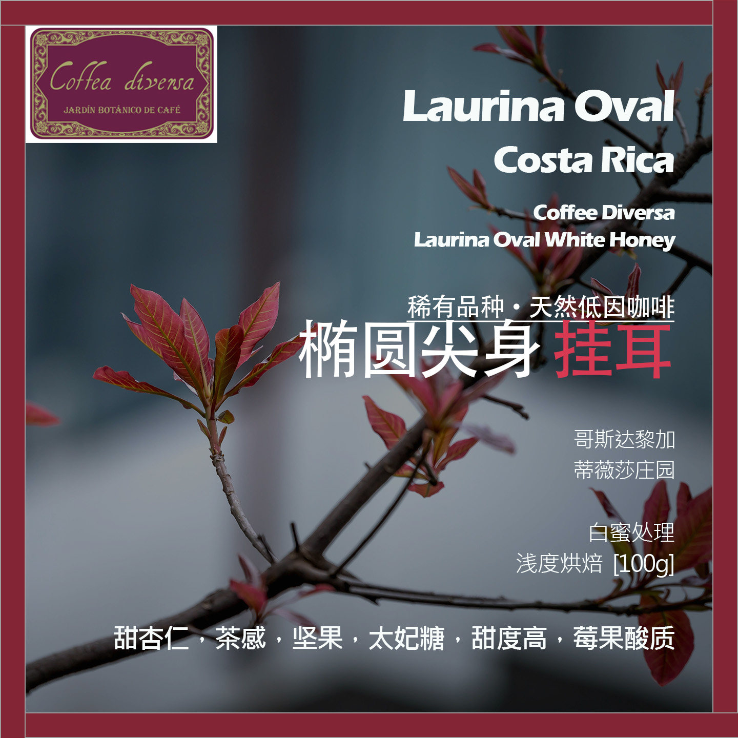 挂耳哥斯达黎加蒂薇莎庄园椭圆尖身白蜜处理天然低因单品咖啡豆