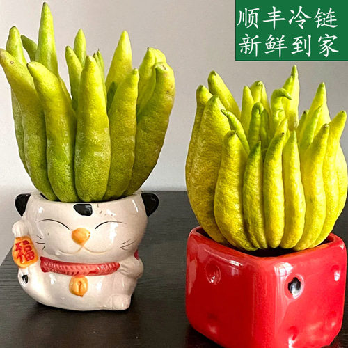 新鲜现摘佛手果坏果包赔水培观赏