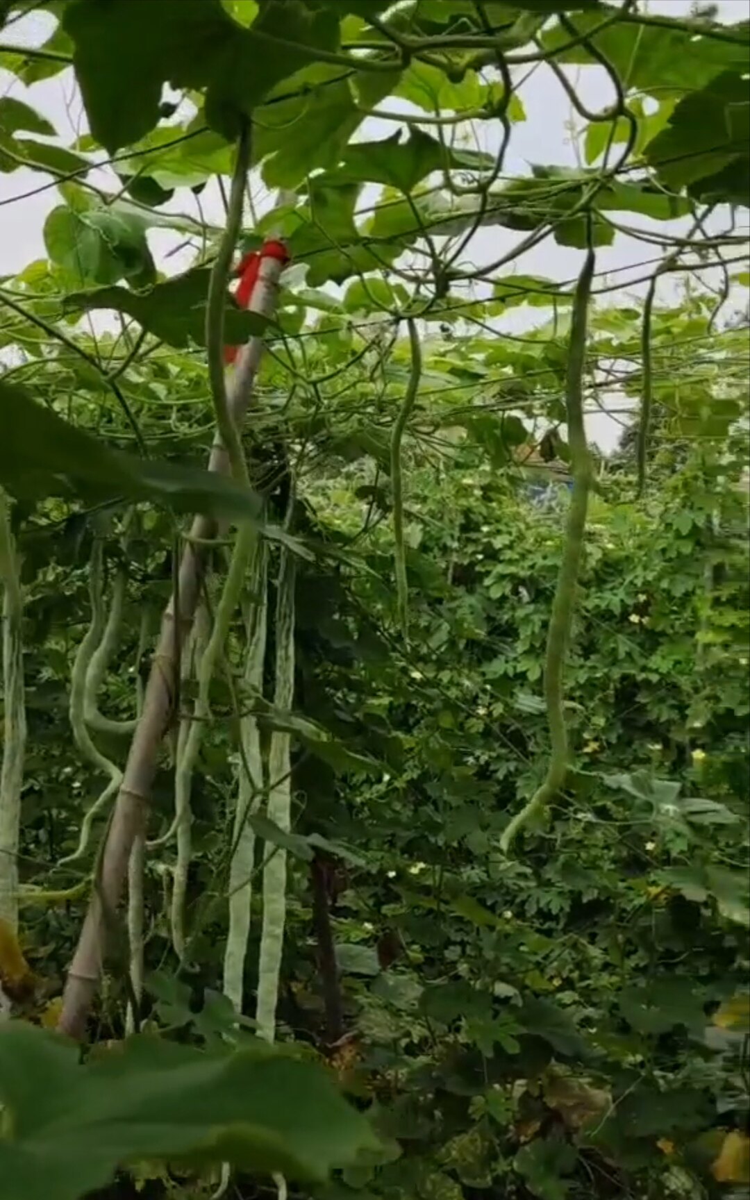 [蛇瓜秧苗 ]蛇豆角种籽四季蔬种苗/半成品盆栽