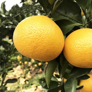 甜心柚水果新鲜冰糖柚大果礼盒爆汁甜