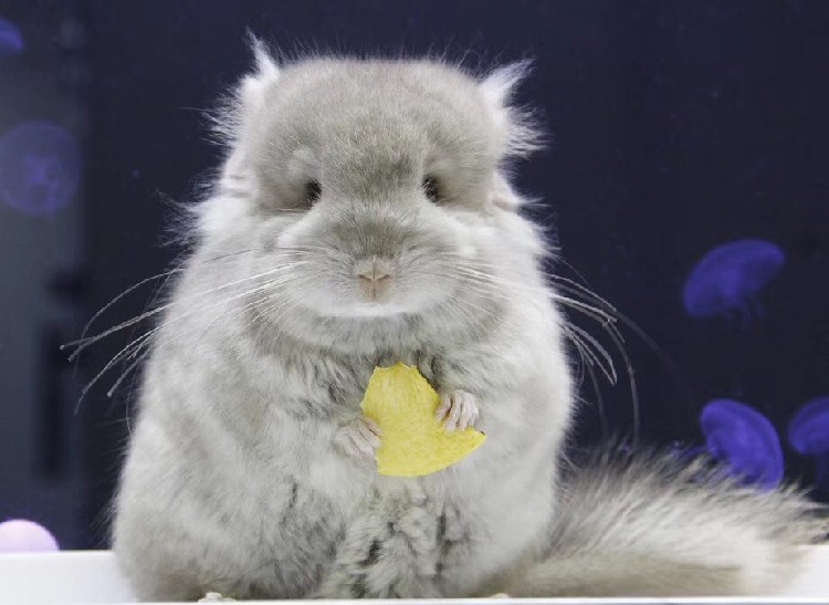 龙猫荷兰猪兔子万能链接补运费小宠物寄养北京城区可上门接送,宠物/宠物食品及用品,宠物寄养,淘宝优惠券,粉丝福利购,淘宝优惠卷