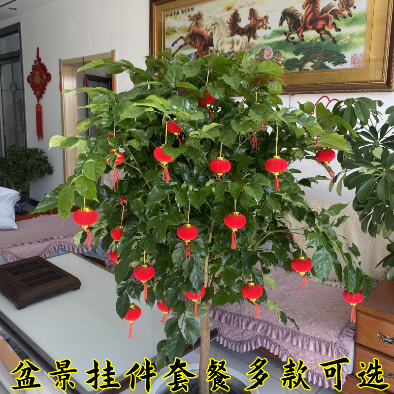 节日喜庆绿植小树盆景挂件