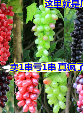 仿真提子/假葡萄仿真葡萄叶管道壁挂装饰花藤条仿真葡萄串