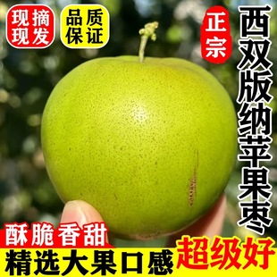 云南苹果枣脆甜化渣西双版纳牛奶大青枣新鲜枣子当季现摘水果5斤