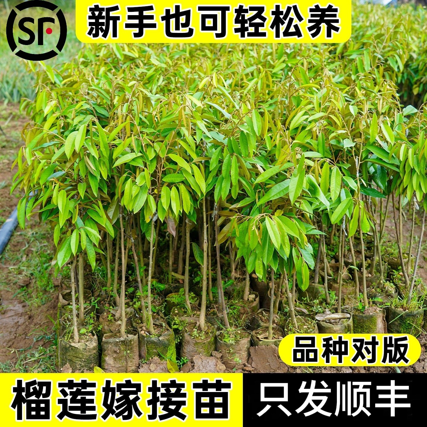 榴莲树苗盆栽地栽正品进口大果金枕头猫山带土带叶发货