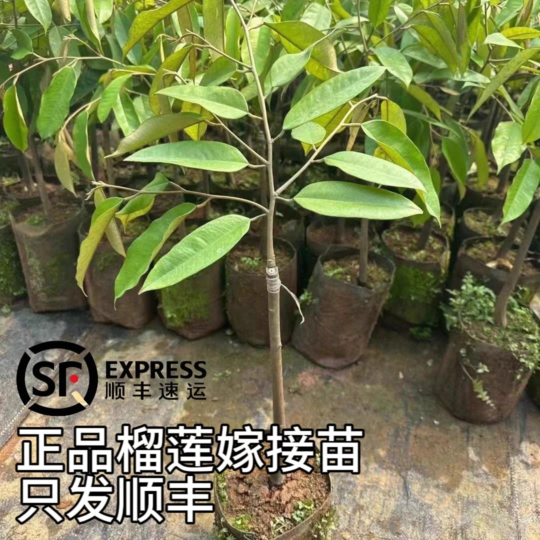 正品榴莲树苗盆栽地栽进口大果金枕头猫山带土带叶发货种苗