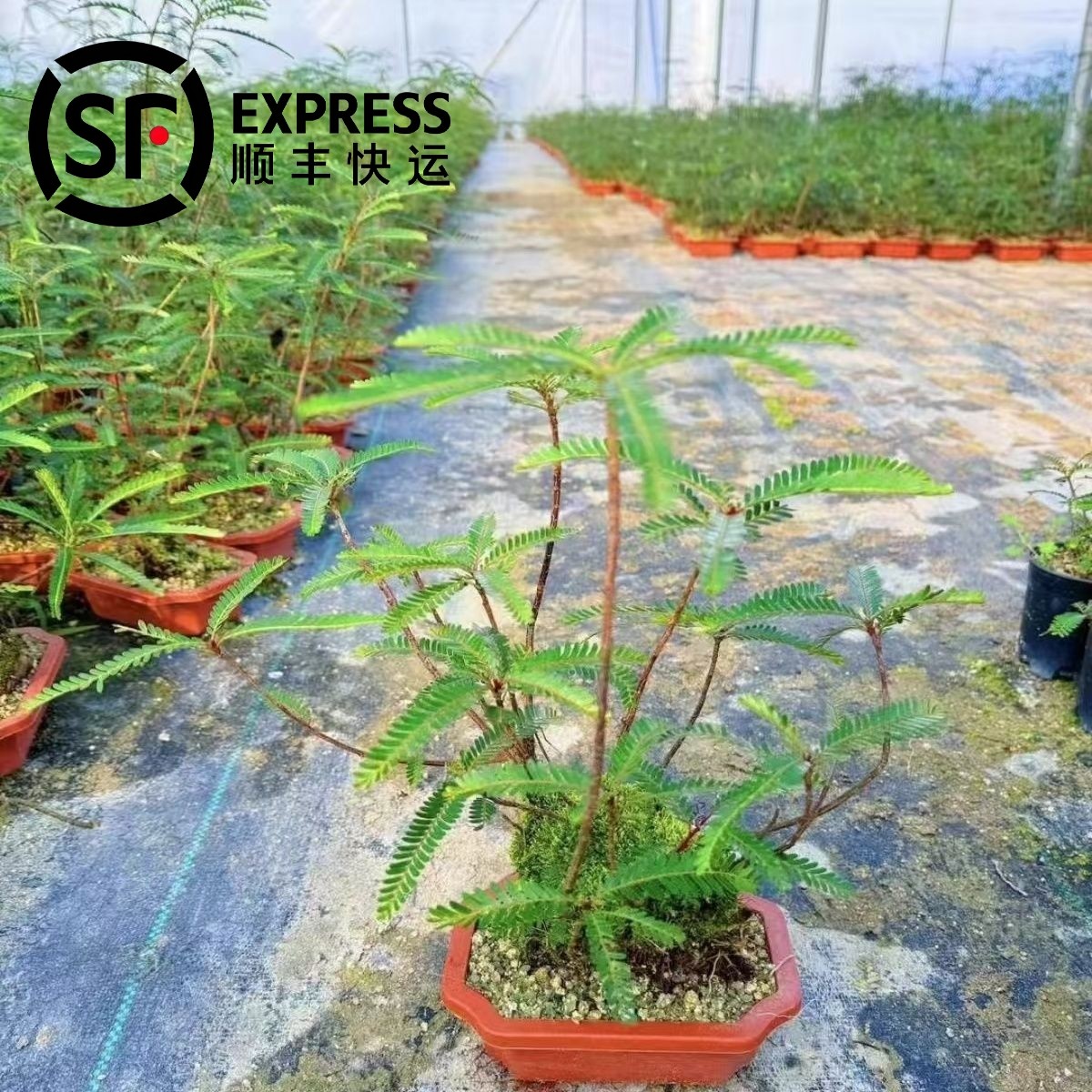 海岛叶下珠裸根苗精美绿植室内外鱼缸龟缸造景优美