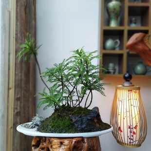 海岛叶下珠室内盆栽好养活可水培土培用于鱼缸造景高端摆件绿植