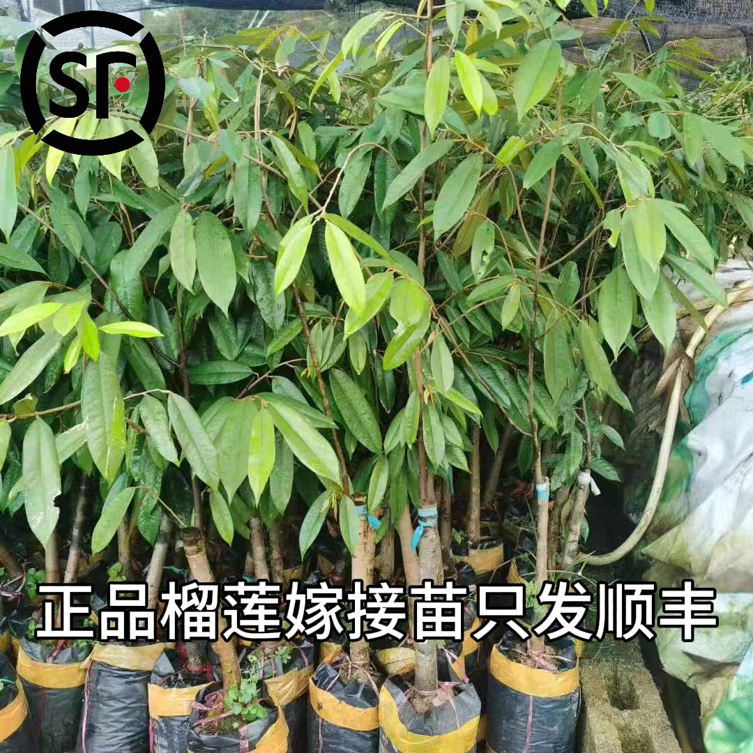 (只发顺丰)正品榴莲树苗盆栽地栽进口大果金枕头猫山带土带叶发货