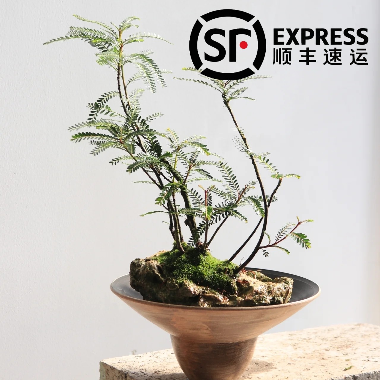 精品海岛叶下珠鱼缸造景绿植盆栽盆景水景缸水陆缸造景水培土培