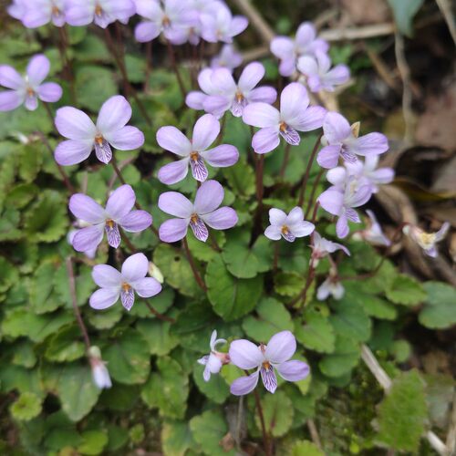 圆齿堇菜 紫花堇菜 小型堇菜一株