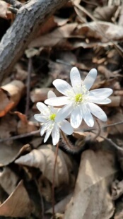 原生种獐耳细辛 雪割草幼肺三七雪割草种苗一株