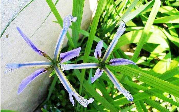 单苞鸢尾 仇人不见面 二九青 蛇不见 单苞鸢尾种苗一株