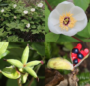白芍，草白芍，白芍种苗一株