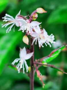 铁破锣 白细辛 土黄连 白毛三七 黄三七 滇豆根铁破锣种苗一株