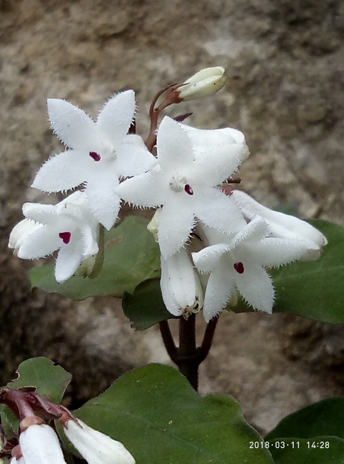蛇根草血经草阴蛇风蛇足草蛇根草种苗一苗